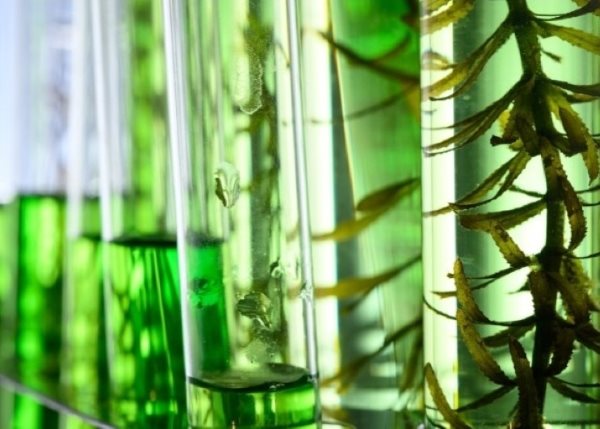 CyanoCapture announces collaboration to build world's first robotic GMP facility for oral peptides