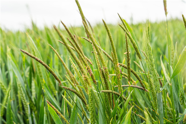 Moa and Certis Belchim sign strategic collaboration deal