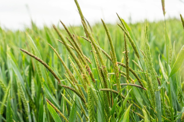 Moa and Certis Belchim sign strategic collaboration deal